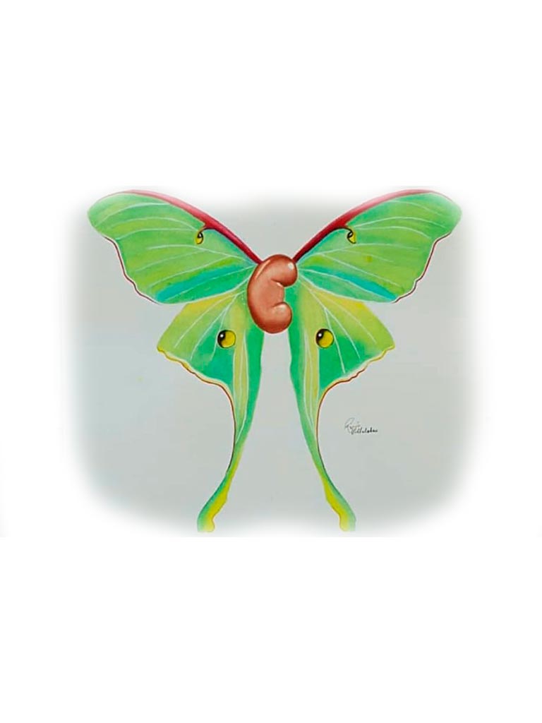 Mariposa
