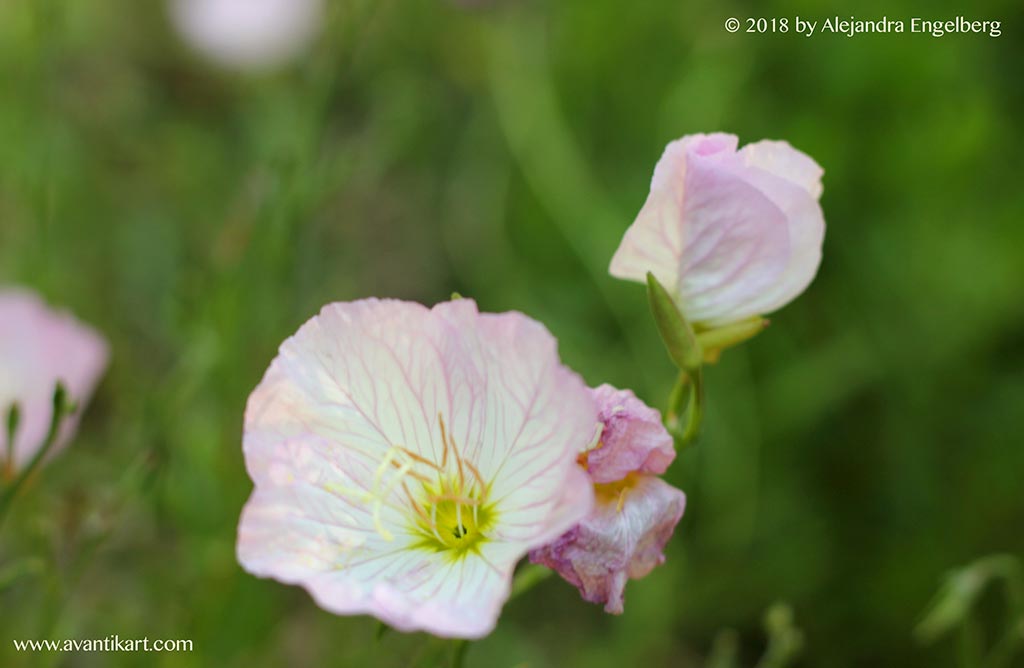 Foto: Alejandra Engelberg